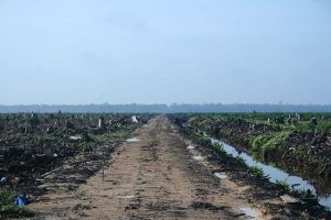 véganisme déforestation des palmerie pour la pâte à tartinée